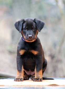 Beauceron - francouzský ovčák s PP (FCI) - 4