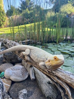 Agama + terarium - 4