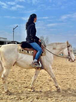 Ponúkam pripúštanie Cremello AQH žrebcom - 4