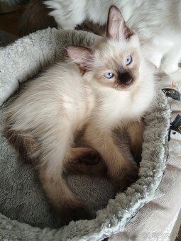 Ragdoll mačiatka - 4