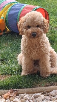 Pudlik pudel trpasličí,psík - 4