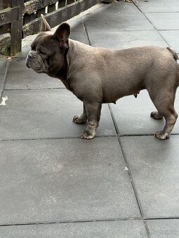 Francúzsky buldocek - 4