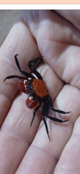 Maly druh krabov - 4