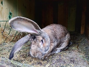 Predám komplet Kralikaren - 4