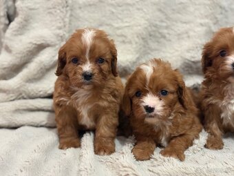 Cavapoo - 4