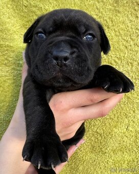 Výnimočné šteniatka americký bandog s PP k odberu - 4