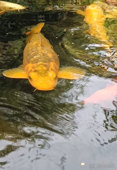 Koi Kapre,podustvy,karasy-koi kapre rezervované - 4