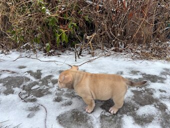 American bully pocket - 4