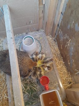 Predám nasadove vajcia wyandotka oranzovosfarbena vlnita - 4