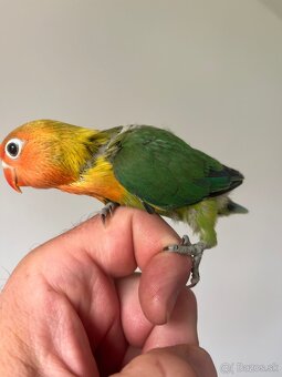 AGAPORNIS FISHER Maznačik-krotký - 4