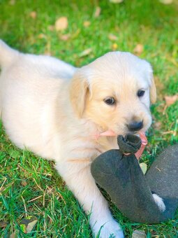 Zlatý retriever - 4