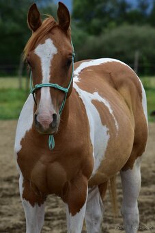 American Paint Horse - 4
