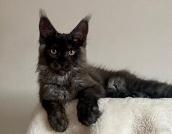 Mainská mývalia , Maine Coon , MCO s PP - 4