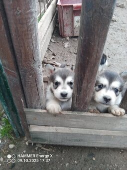 Malamut šteniatka - 4