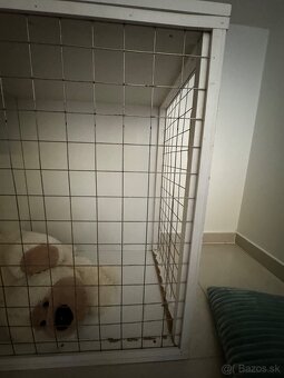 Klientka pre psa - 4