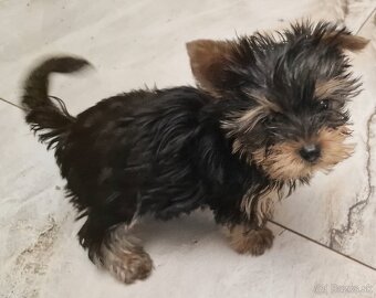 Yorkshírsky terier - 4