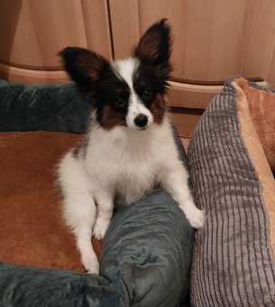 Papillon - 4