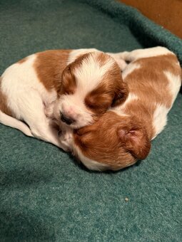 welsh springer spaniel s PP - 4