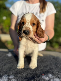 welsh springer spaniel s PP - 4