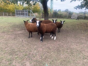 Zwartbles - ovce - 4