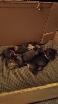 Predám šteniatka jazvecika - 4