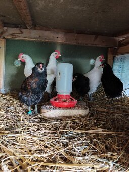 Kohúty breese gauloise a araucana - 4