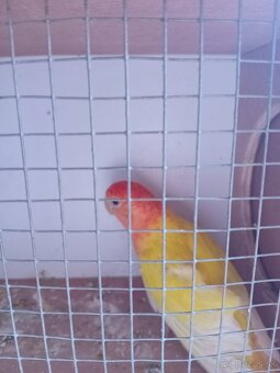 Predám Agapornisa Ružovohrdle - 4