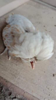 Kuriatka paduankyj v Ťavej farbe. Okrasna hydina .7tyzdnove - 4