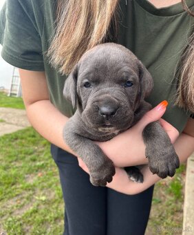 Cane Corso šteniatka bez PP - 4