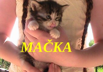 Darujem mačiatka 3 mačičky 1 kocúrik - 4