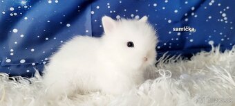 zakrsli teddy - 4