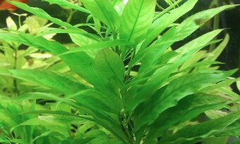Hygrophila guyanensisnervata - 4