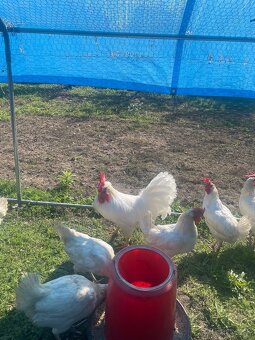 Kohút na predaj - 4