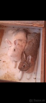 Zakrsly Kastrovany Zajacik (samcek) - 4