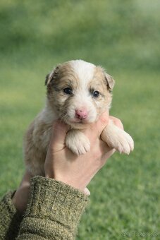 Šteniatka Border kolia - 4