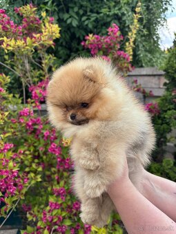 Pomeranian s rodokmeňom FCI - 4