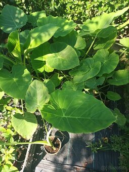 Colocasia Leucocasia gigantea - Slonie ucho - 4