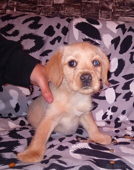 Kokeršpaniel x jazvečík - 4