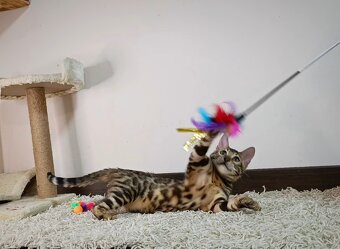 Bengálska mačka na predaj - 4