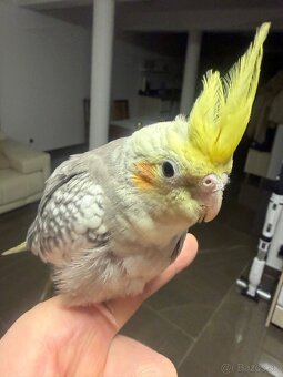 Korela Maznačik krotká - 4