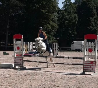 Poník na prenájom - 4