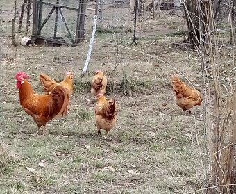 Vlašky žlté NV - 4