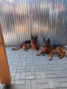 Nemecký ovčiak - 4