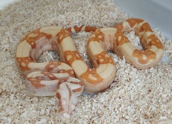 Boa imperator - Purple Sharp Sunglow Aztec, Sharp Sunglow - 4