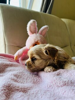 Golddust Yorkshire Terrier, Yorskshire s PP, Jork - 4