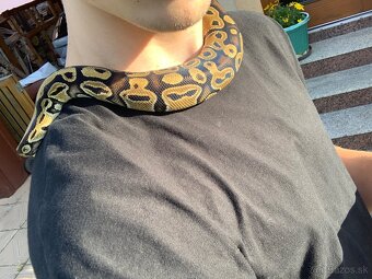 Python regius - 4