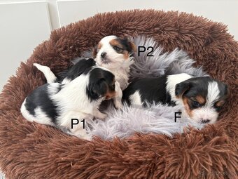 Biewer Yorkshire Terrier - 4