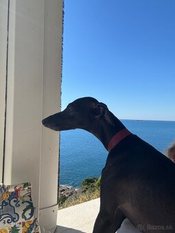 Sučka taliansky chrtik ihned k odberu - 4