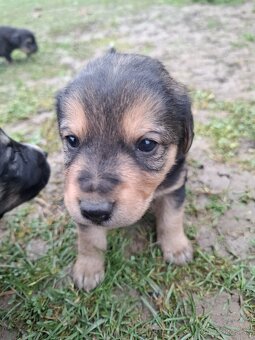 Predám šteniatka fenky - 4