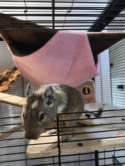Osmak degu s komplet výbavou - 4